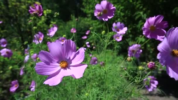 Cosmos flores — Vídeo de stock