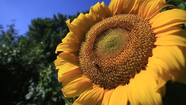 Biene auf Sonnenblume — Stockvideo