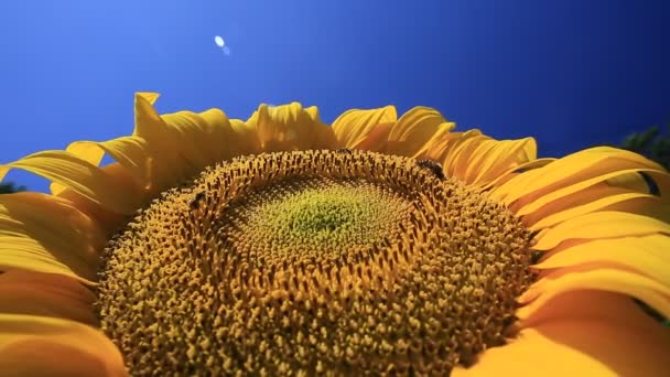 Бджола на соняшник — стокове відео