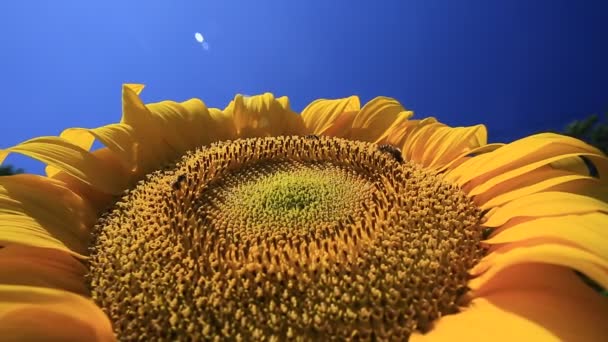 Bee on  sunflower — Stock Video