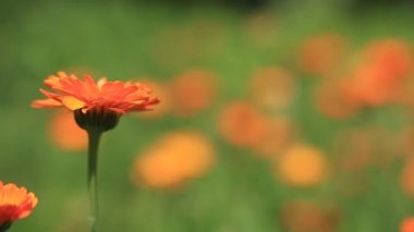 Calendula çiçek