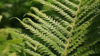 Fern yeşil yaprakları