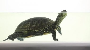 suda turtle