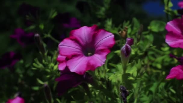 Fiori viola — Video Stock