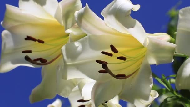 White lilies — Stock Video