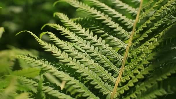 Hojas de helecho verde — Vídeos de Stock