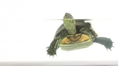 suda turtle