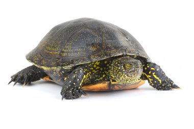 Avrupa gölet kaplumbağası