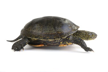 Avrupa gölet kaplumbağası