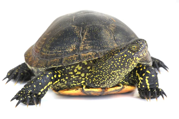 Avrupa gölet kaplumbağası — Stok fotoğraf