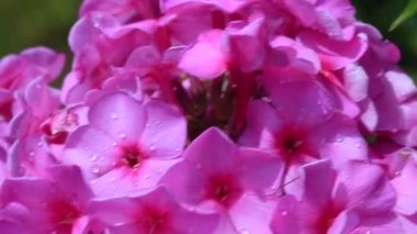 Bahçe pembe phlox