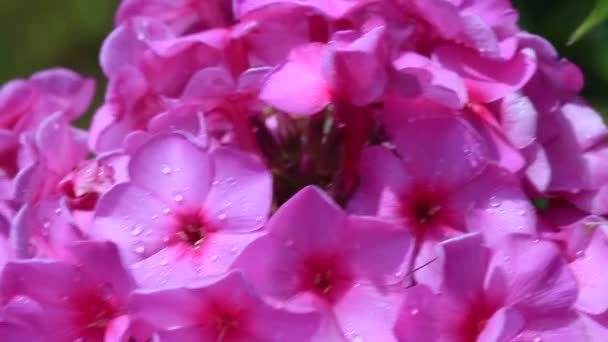 Tuin roze phlox — Stockvideo