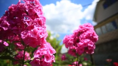 Bahçe pembe phlox