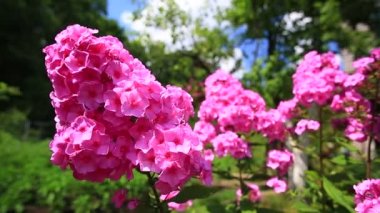 Bahçe pembe phlox