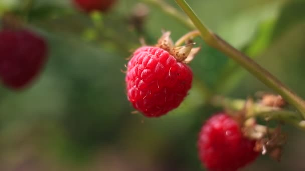 Frambuesas dulces en arbusto — Vídeos de Stock