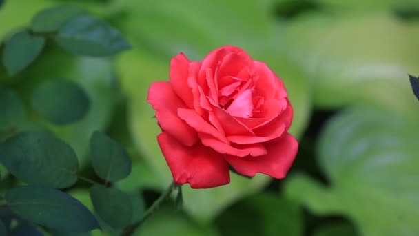 Rosa roja en el jardín — Vídeos de Stock