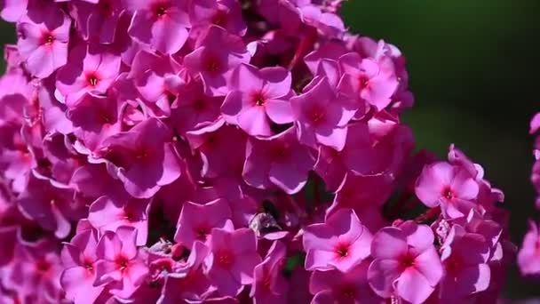 Jardín flox rosa — Vídeos de Stock