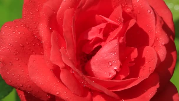 Rosa roja con gotas — Vídeos de Stock