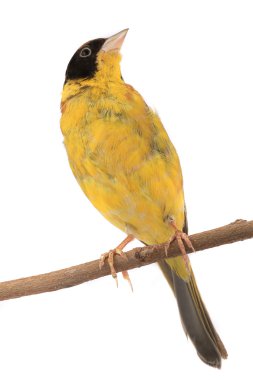 Kara başlı kiraz kuşu