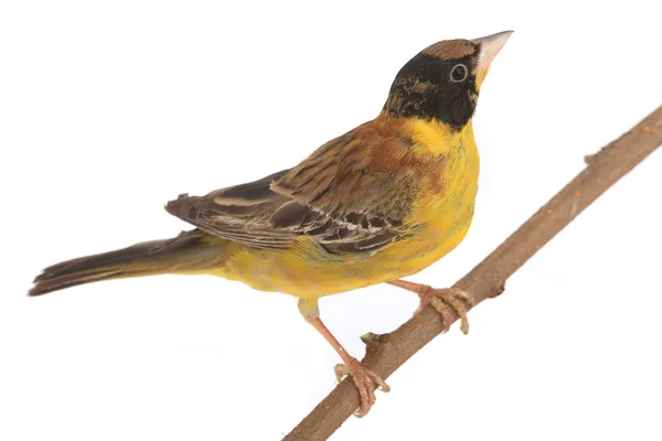 Black-headed Bunting — Stock Photo, Image