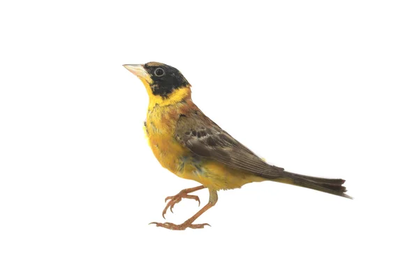 Black-headed Bunting — Stock Photo, Image