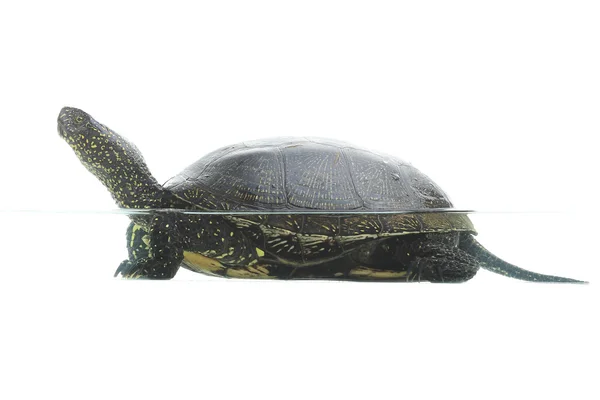 Turtle — Stock Photo, Image