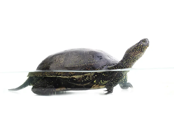 Tortuga — Foto de Stock