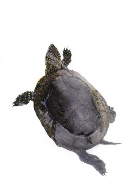 turtle clipart