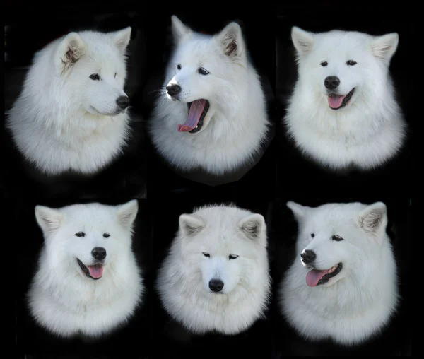 Samoyed dogs — Stock Photo, Image