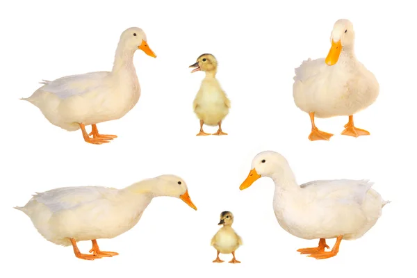 Ducks and ducklings — Stock Photo, Image