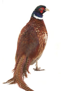 sülün 