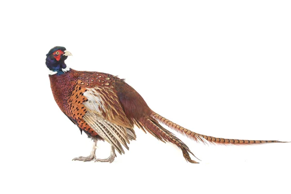 Pheasant — Stock Photo, Image