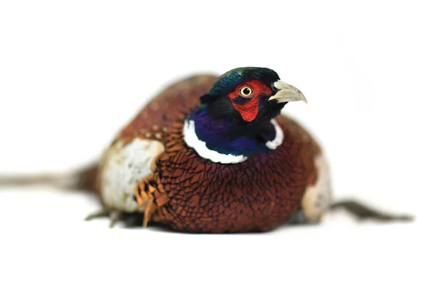 Pheasant — Stock Photo, Image