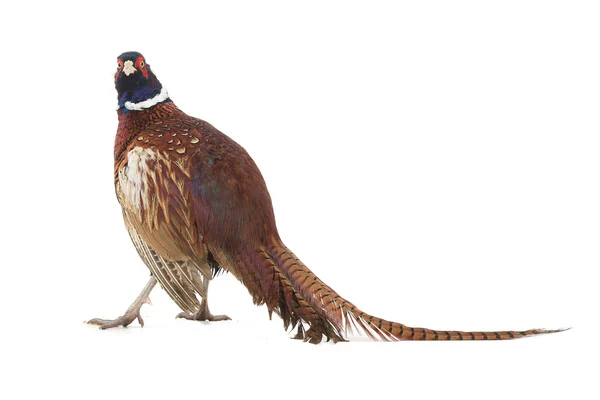 Pheasant — Stock Photo, Image