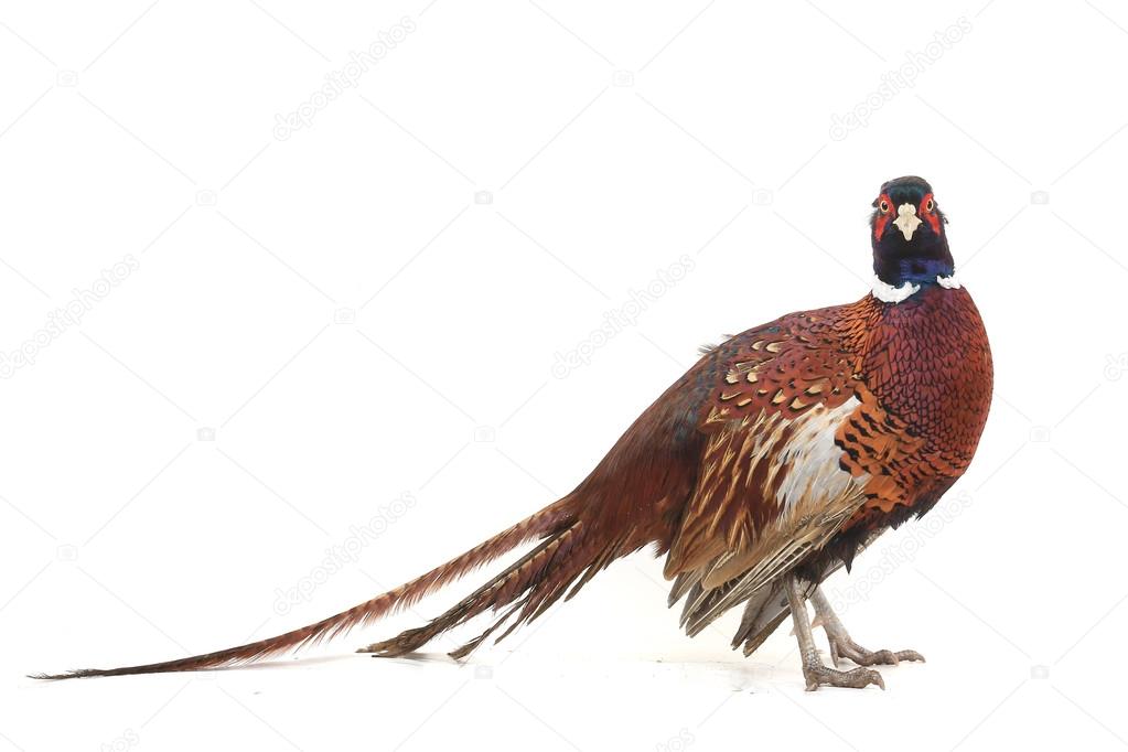 pheasant 