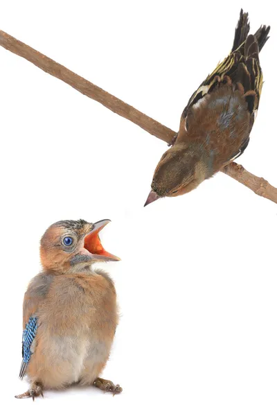 Chaffinch and jay — Stock Photo, Image