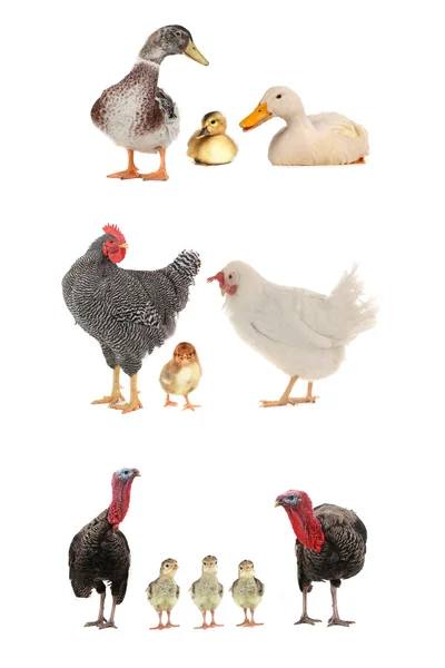 Farming birds — Stock Photo, Image