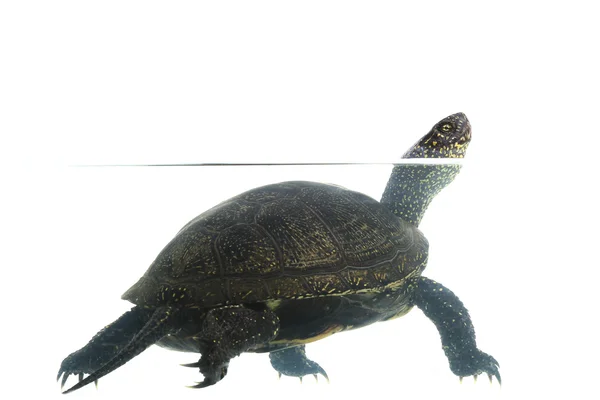 Tortuga — Foto de Stock