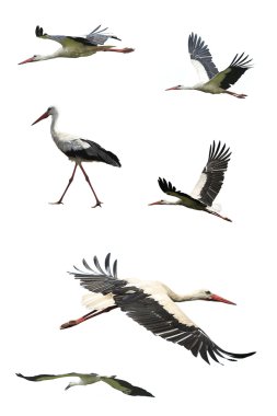 Flying stork