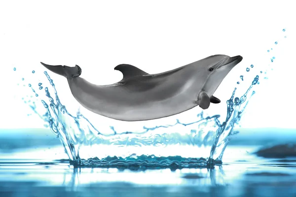 Dolphin — Stock Photo, Image