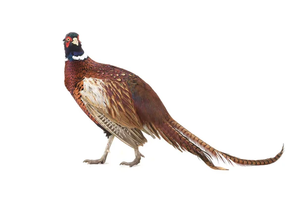 Common pheasant — Stock Photo, Image