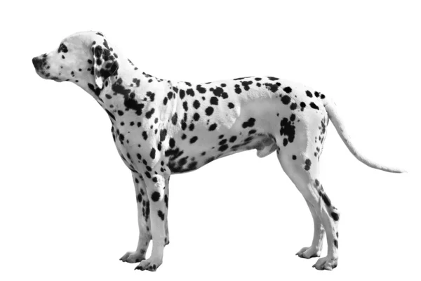 Далматин собака — стокове фото