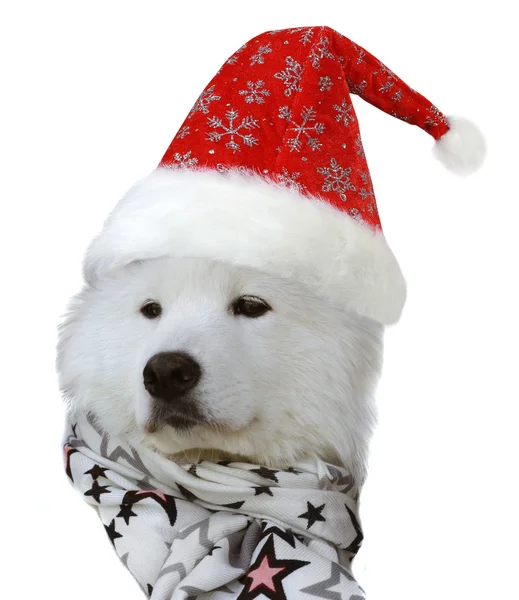 Samojed pes v santa hat — Stock fotografie
