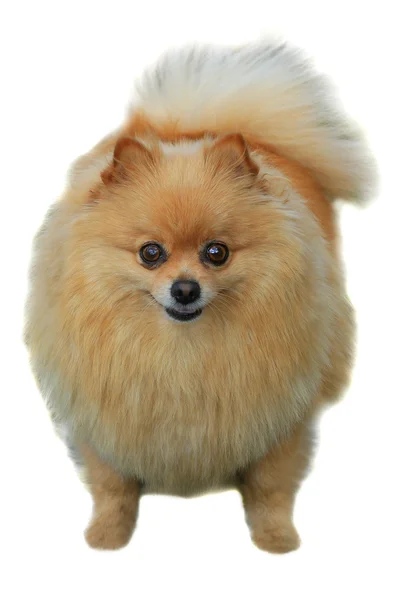 Pomeranian dog — Stock Photo, Image