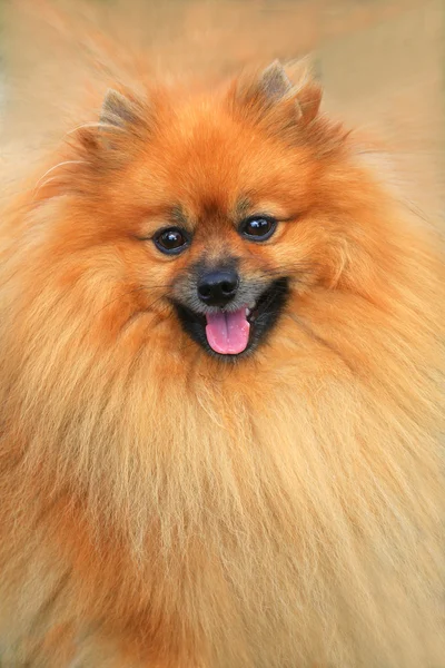 Pomeranian hund — Stockfoto