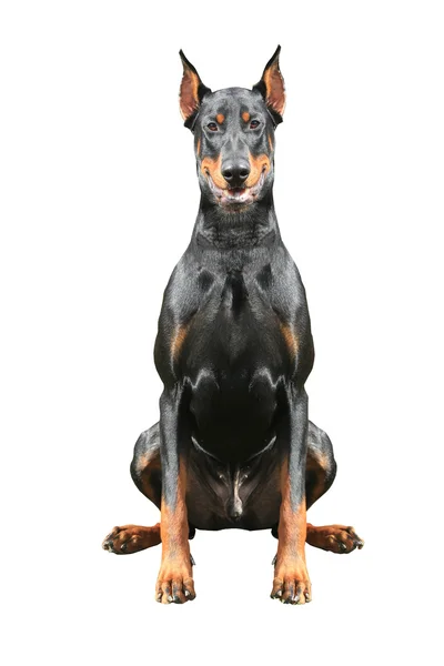 Dobermany pinscher — Zdjęcie stockowe