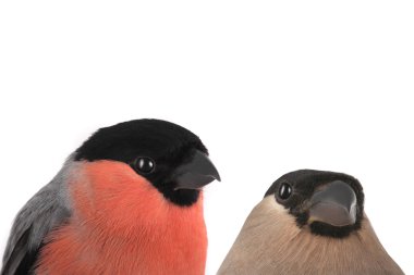 kadın bullfinches