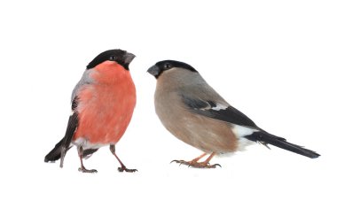 kadın bullfinches