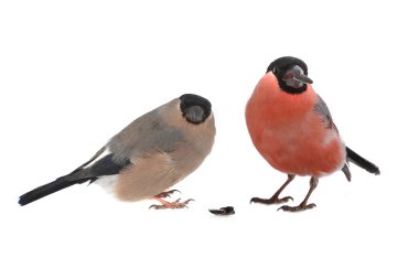 kadın bullfinches