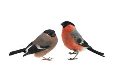 kadın bullfinches